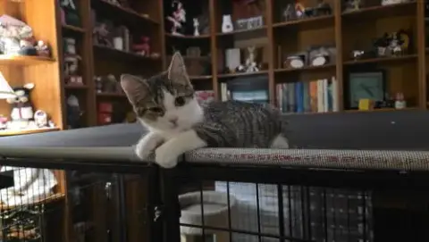 Ziggy photo 4