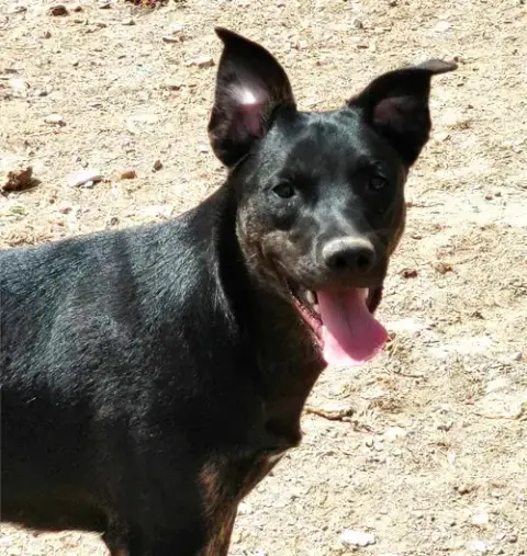 Jitterbug