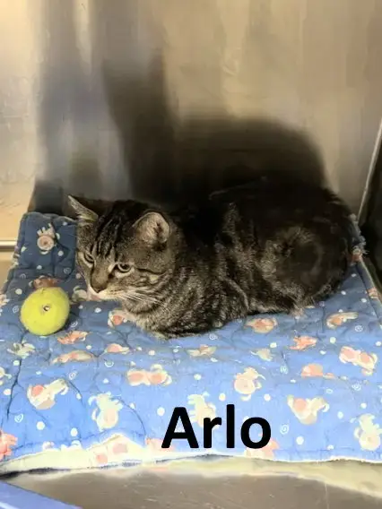 Arlo photo 3