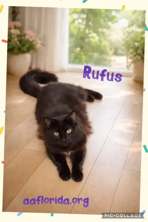 Rufus & Rasberry photo 3