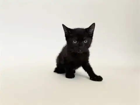 Jet