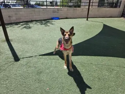 Bear-$75 Adoption Fee! Diamond Dog! photo 2