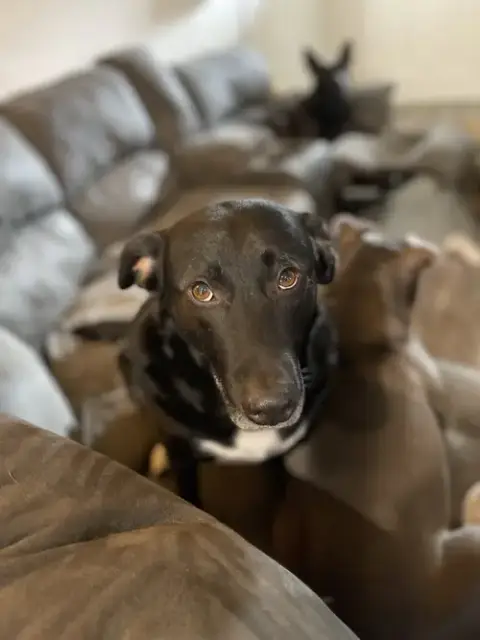 Courtesy Post: Dobby photo 3