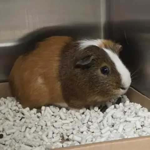 Mr Pig
