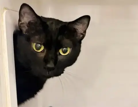 Tamara