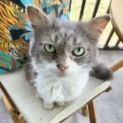 Kitkat