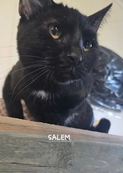 Salem photo 2