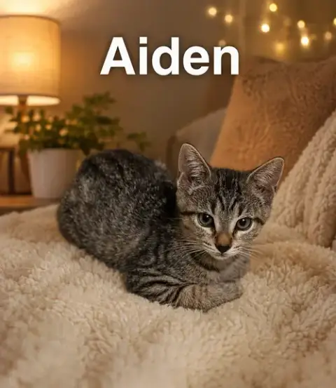 Aiden