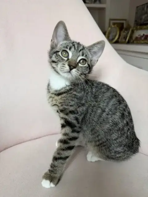 Dolce photo 3