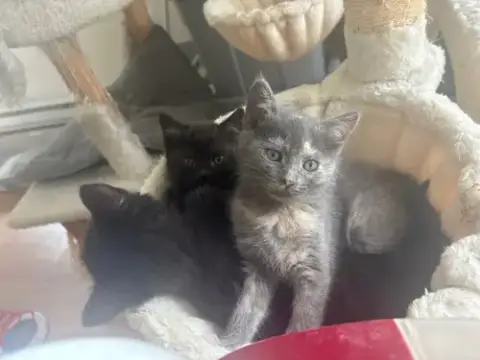 Raven Kitten photo 4
