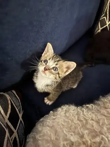 Queso