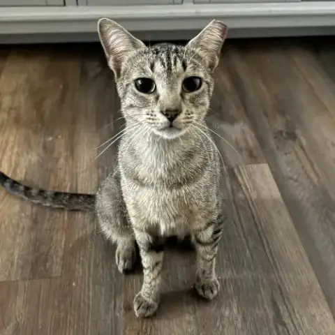 Carmela