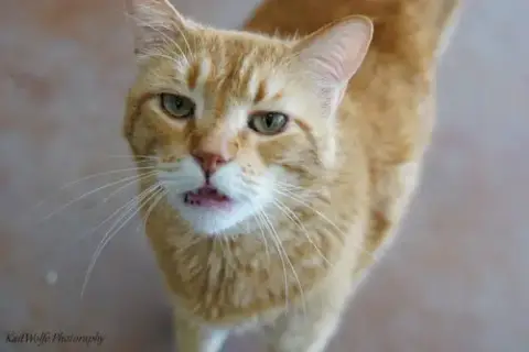 Mr. Orange photo 3