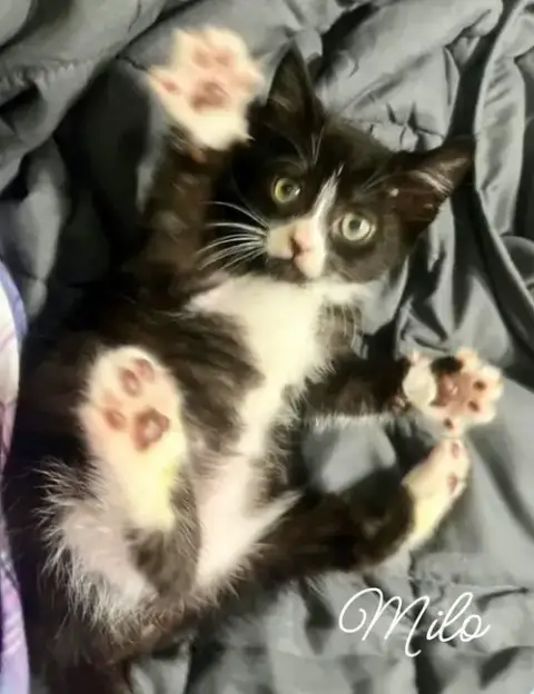 Milo *Kitten* photo 3