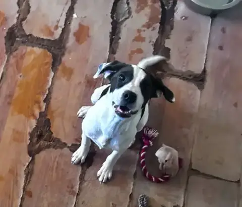 Andy-Adopted 5/31/16 See His Sweetie Helen...