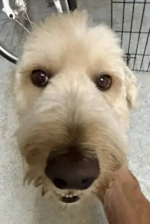Goldendoodle Billy Hypoallergenic photo 3