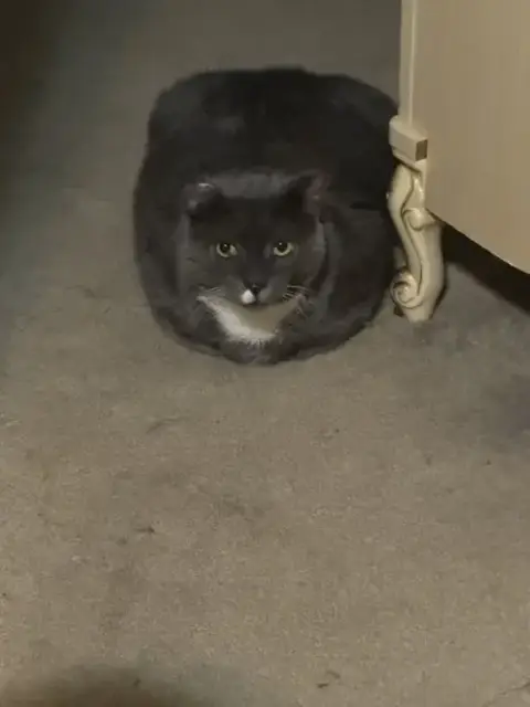 Elvis Purrsley photo 2