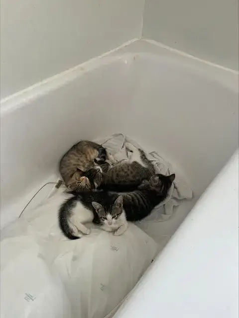 Peppa Kitten photo 3