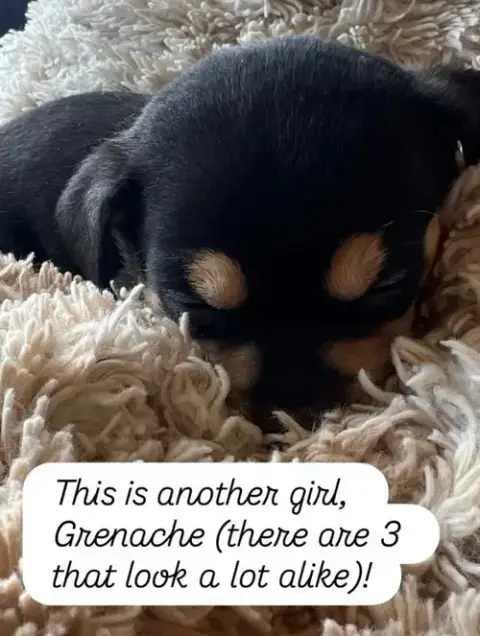 Anne’S Vines photo 2