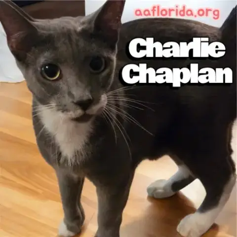 Charlie Chaplin photo 4