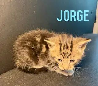 Jorge