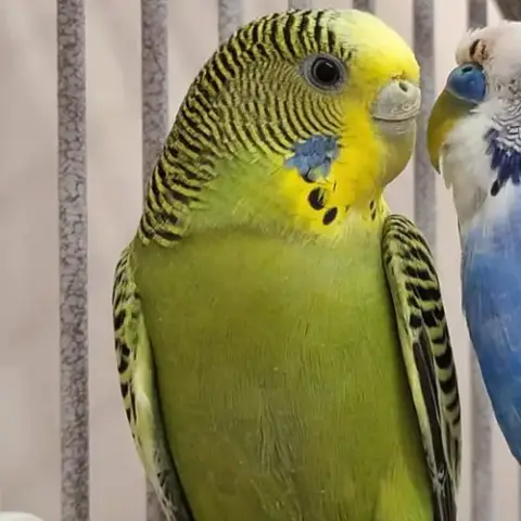 Quinoa