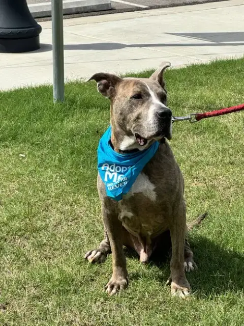 Taz photo 4