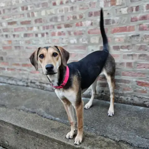 Shelby(Reduced Fee!) photo 3