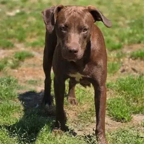 Mollie