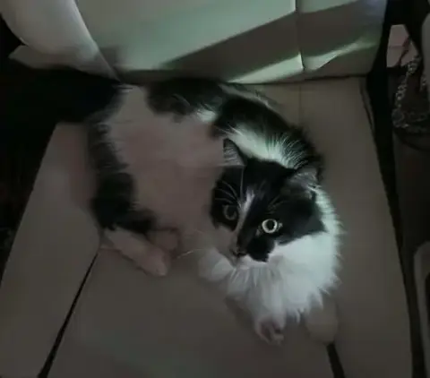 Arwen Longtail