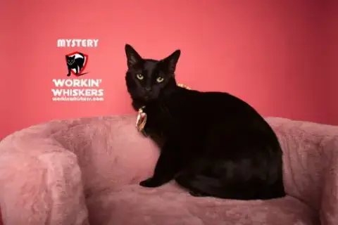 Mystery