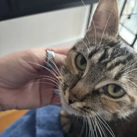Delgato photo 4