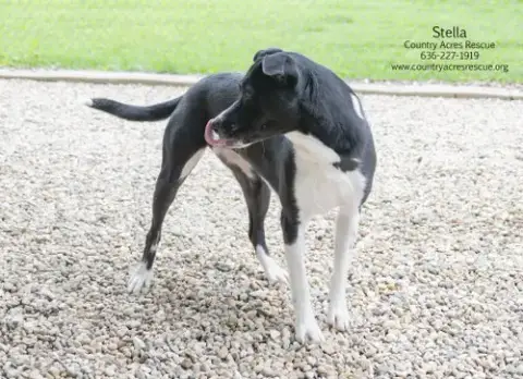 Stella photo 3