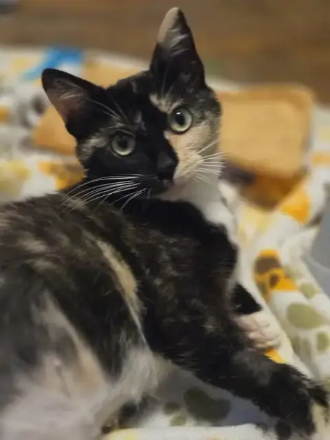 Tofu photo 4