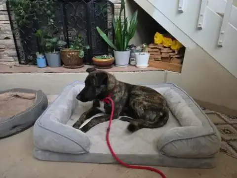 Knox photo 2