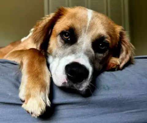 Puppy Milo photo 3