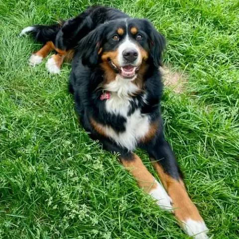 Trixie photo 2