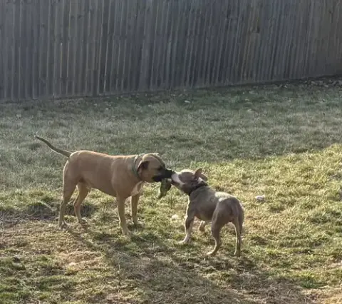 Ears Mcgee photo 5