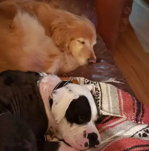 Domino photo 3
