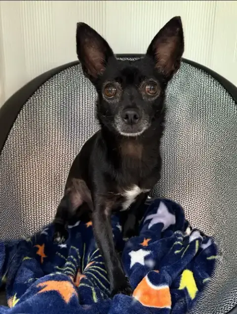 Basil In Tx photo 2