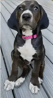 Josie