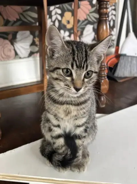 Kitten Sweet Syd