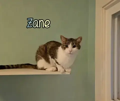 Zane photo 3