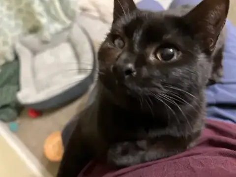 Mad Eye Meowdy photo 2