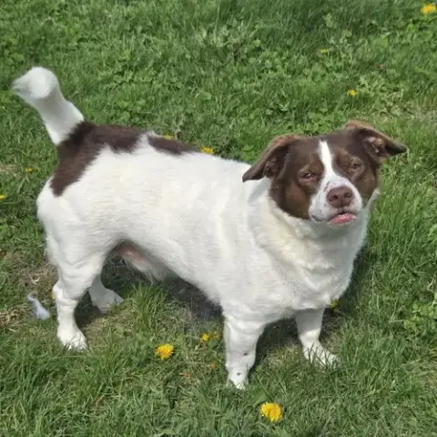 Mopsy photo 3