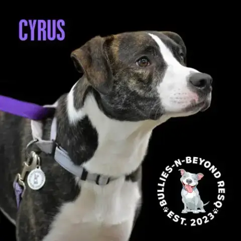 Cyrus photo 4