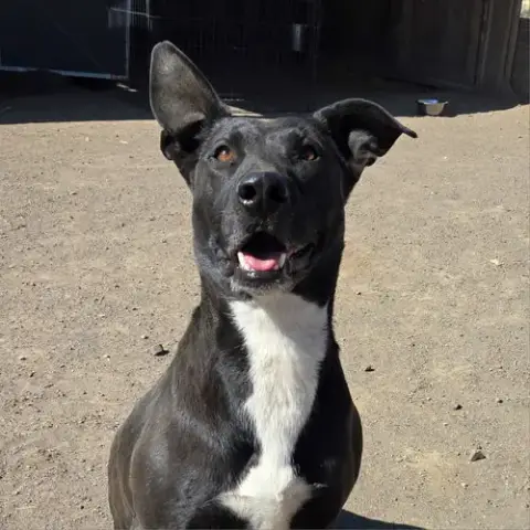 Lydia