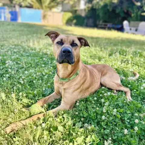 Brody