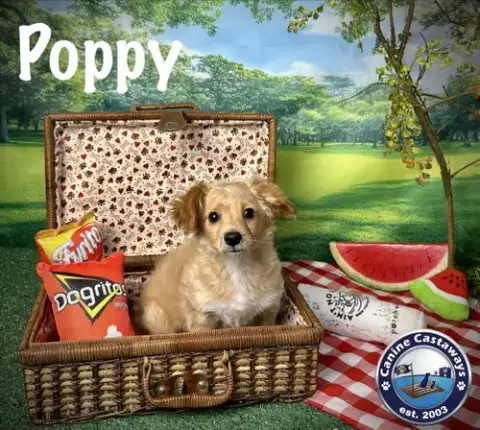 Poppy photo 3