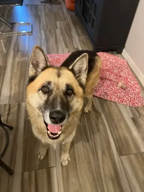 Toby